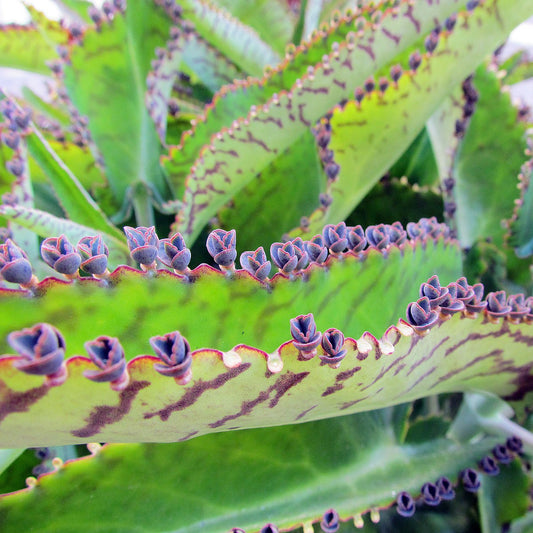 Kalanchoe daigremontiana - ErborsteriaTestaccio.com